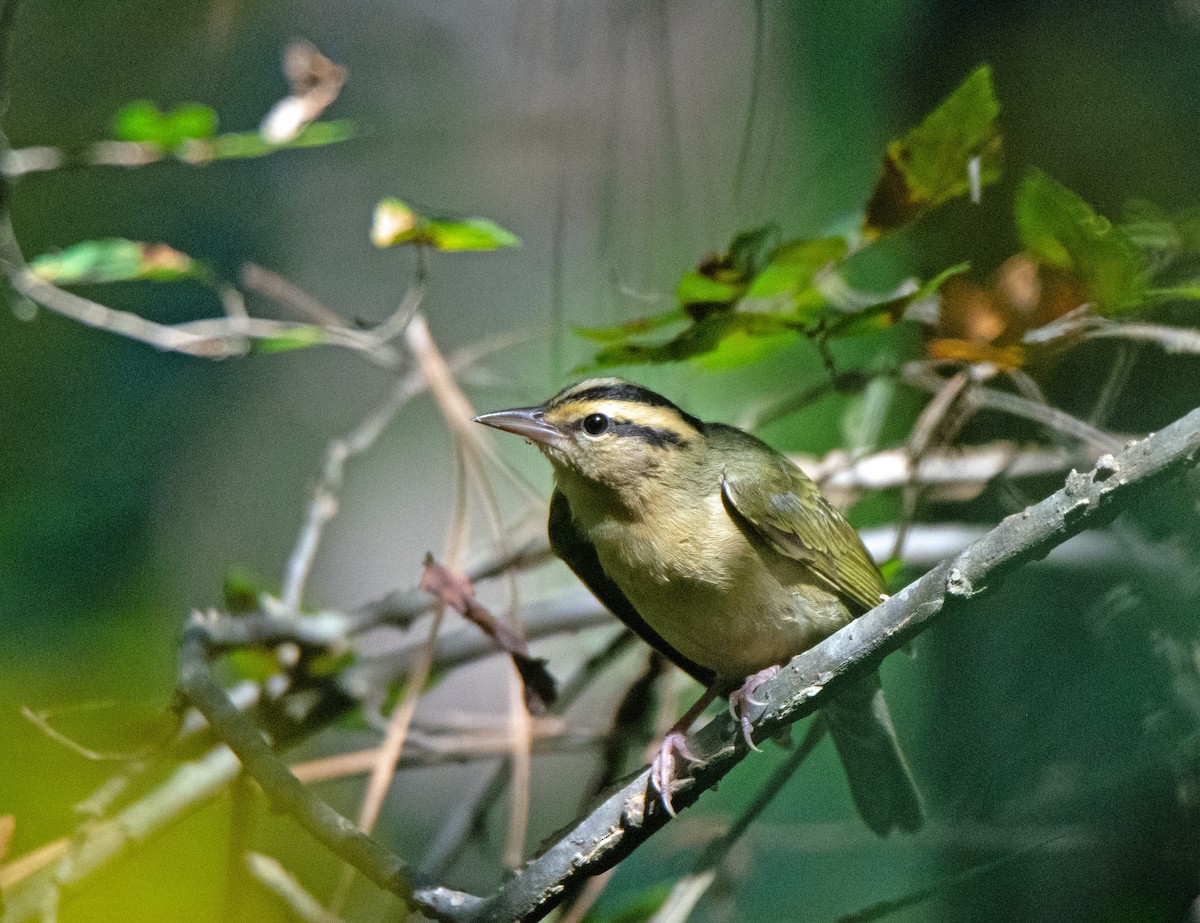 Worm-eating Warbler - ML486182321