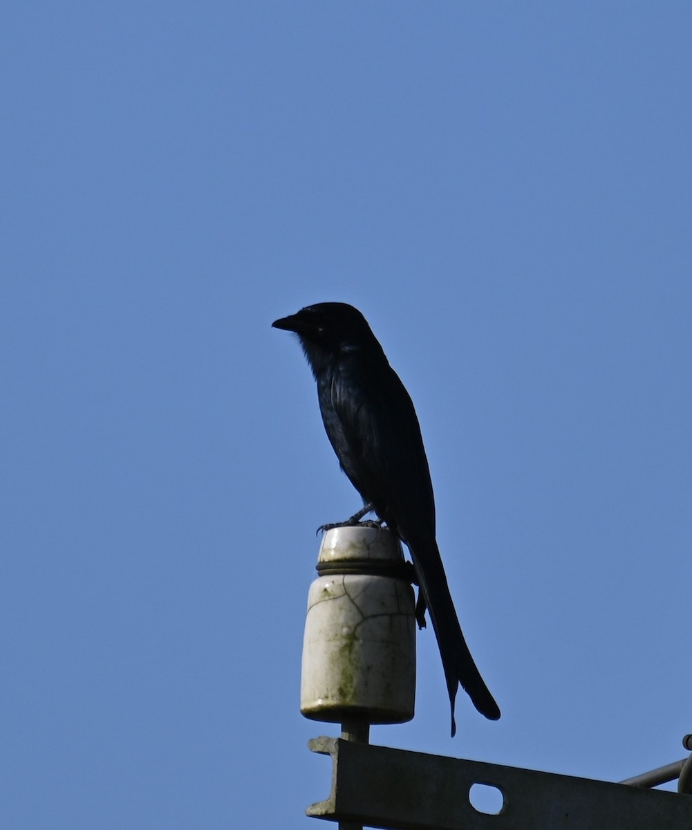 Drongo royal - ML486182581