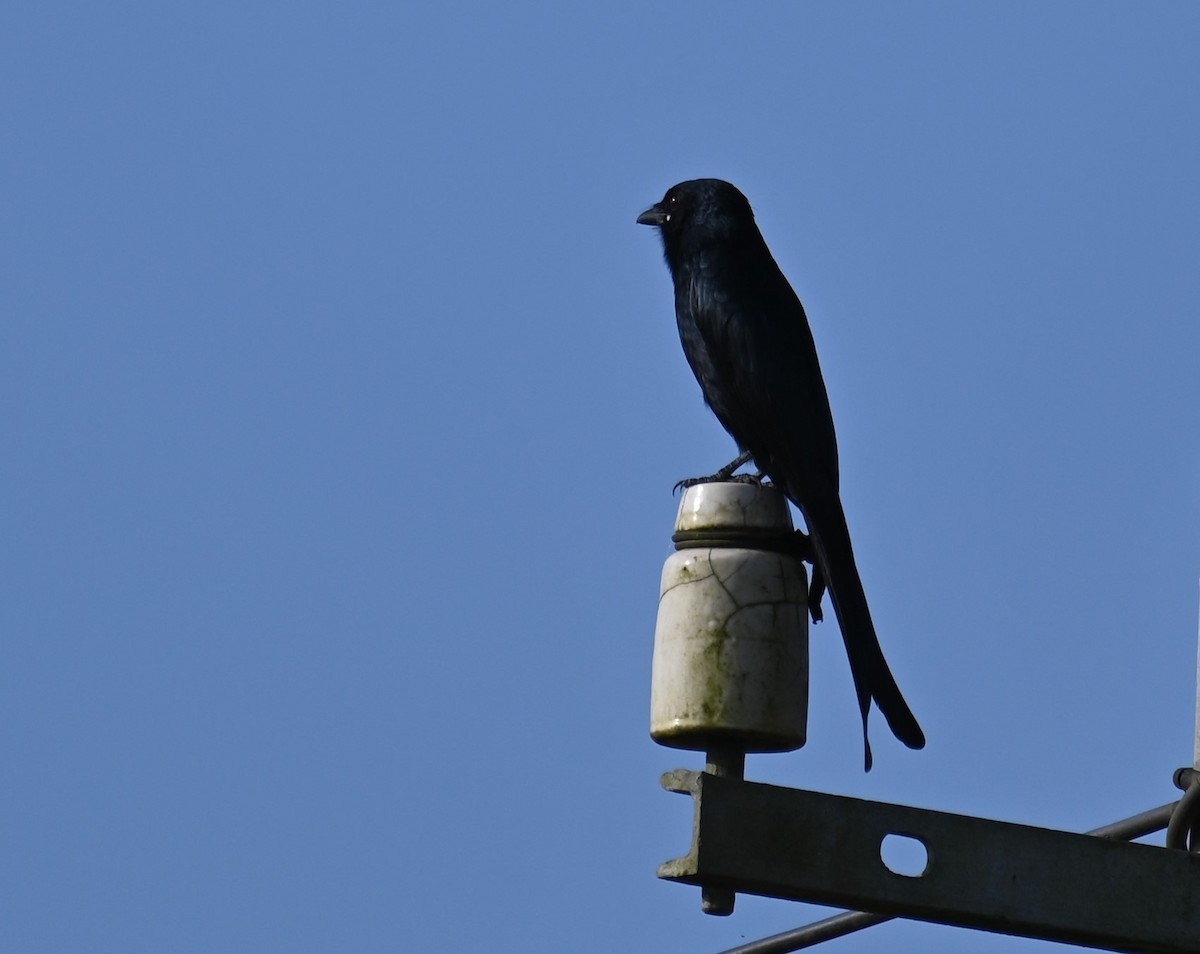 Drongo royal - ML486182591