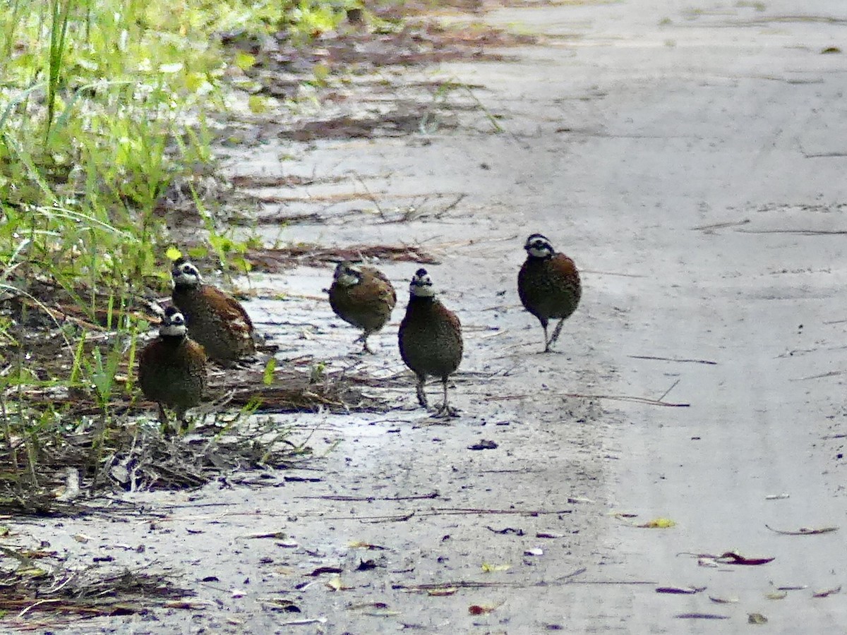 Northern Bobwhite - ML486182831