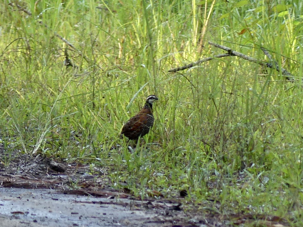 Northern Bobwhite - ML486182841