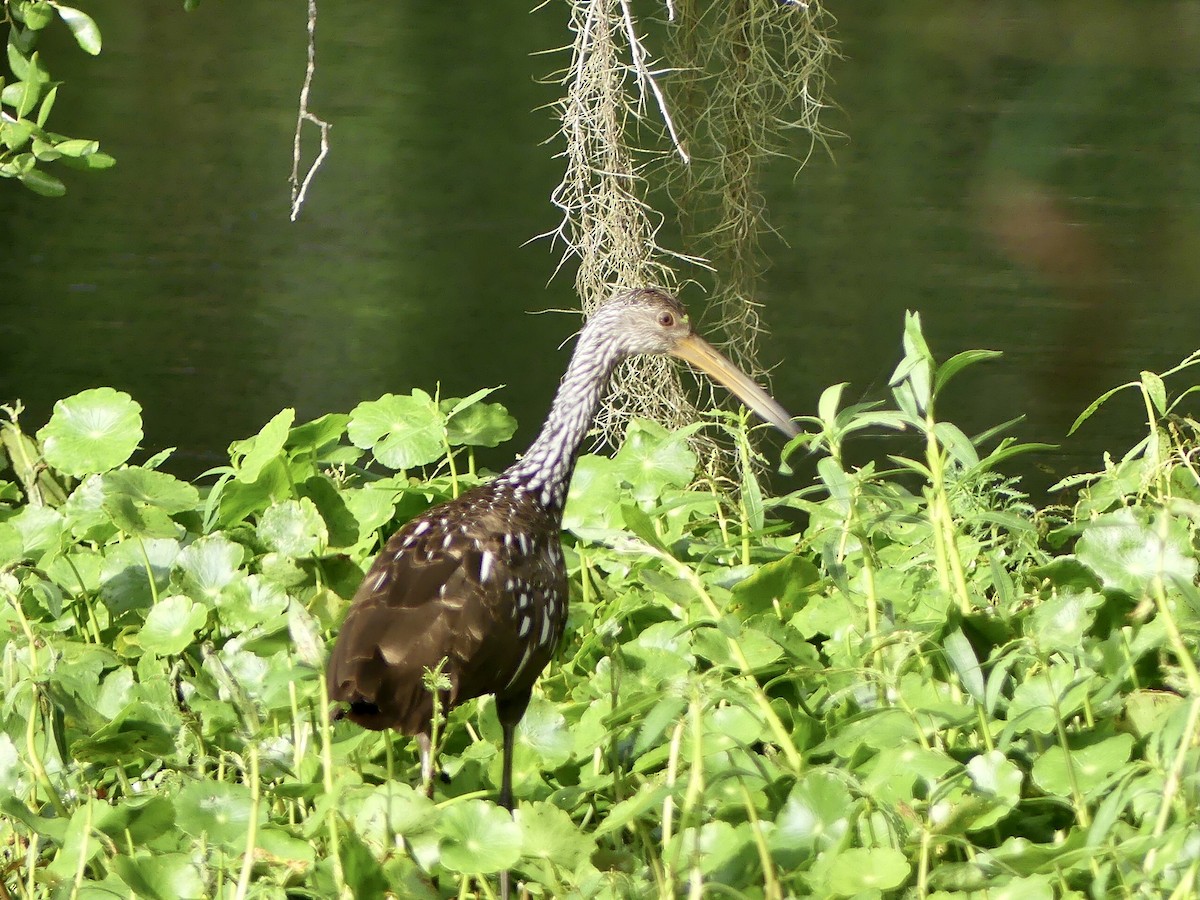 Limpkin - ML486182921