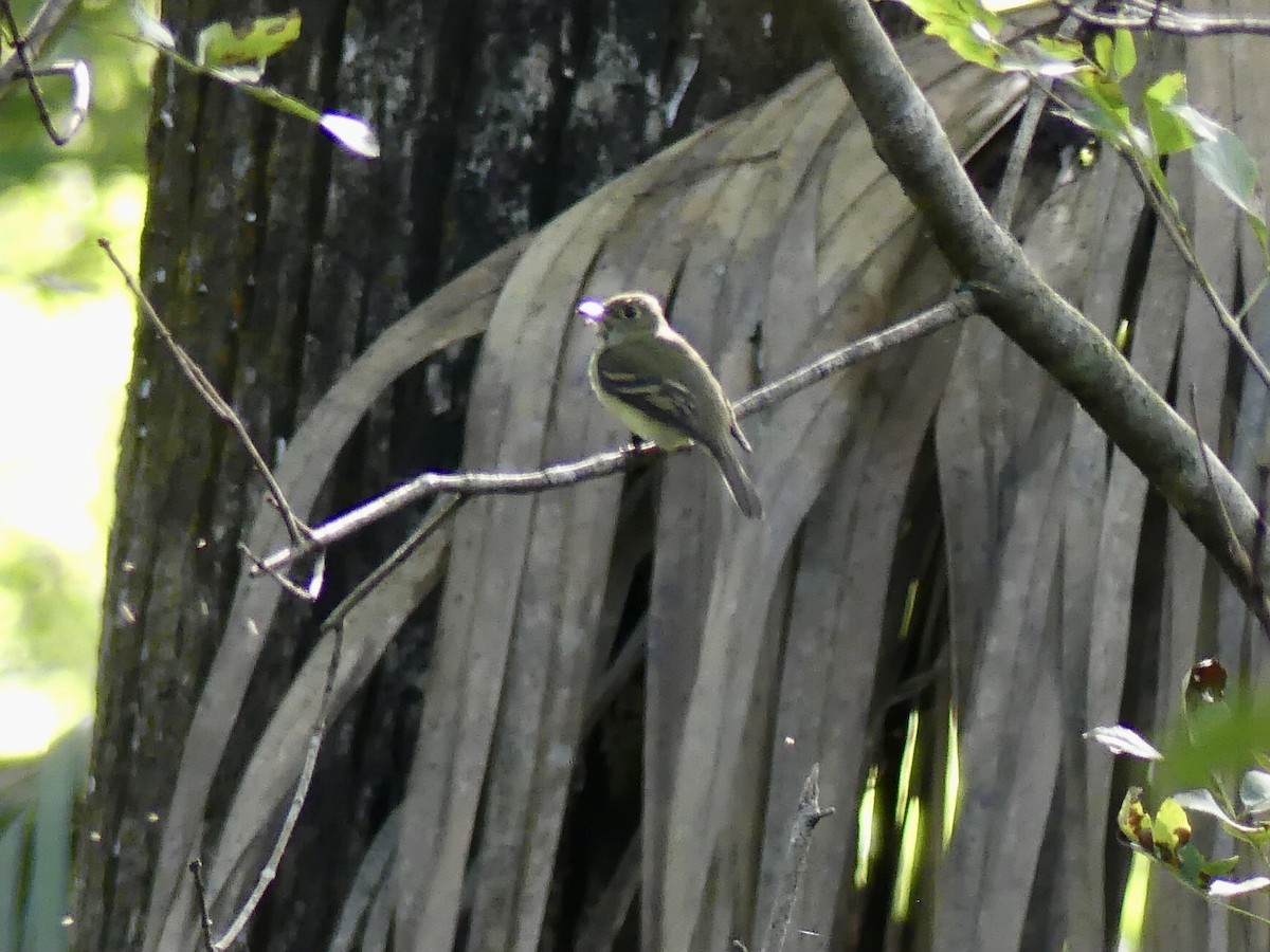 Acadian Flycatcher - ML486183041