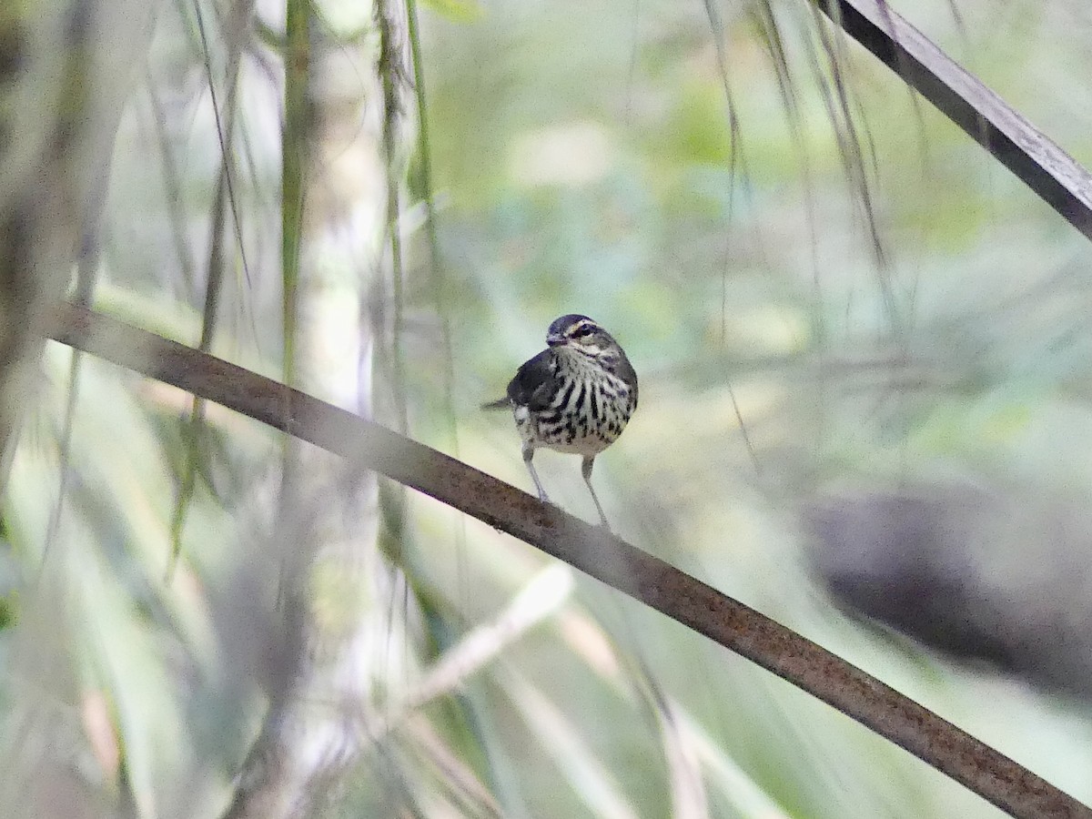 Northern Waterthrush - ML486183401