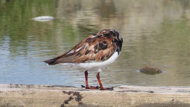 Ruddy Turnstone - ML486183561