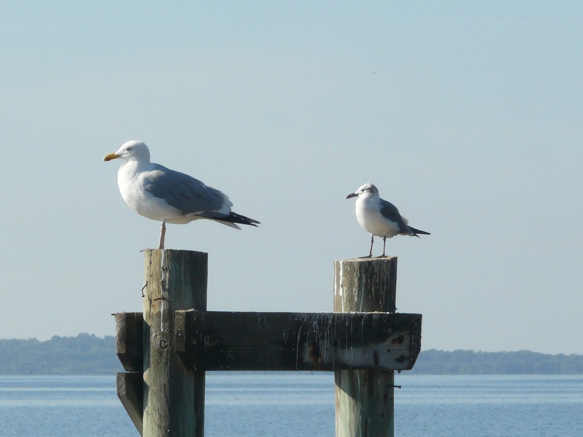 Herring Gull (American) - ML48618371