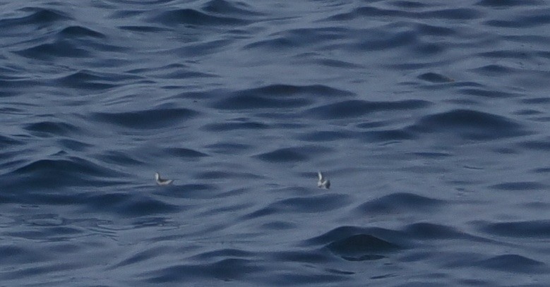 Red-necked Phalarope - ML486187341