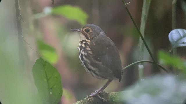 Streak-chested Antpitta - ML486191981