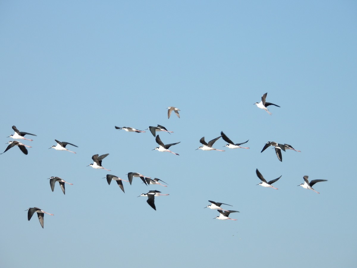 Black-necked Stilt - Steve Houston