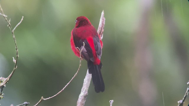 Crimson-backed Tanager - ML486192881