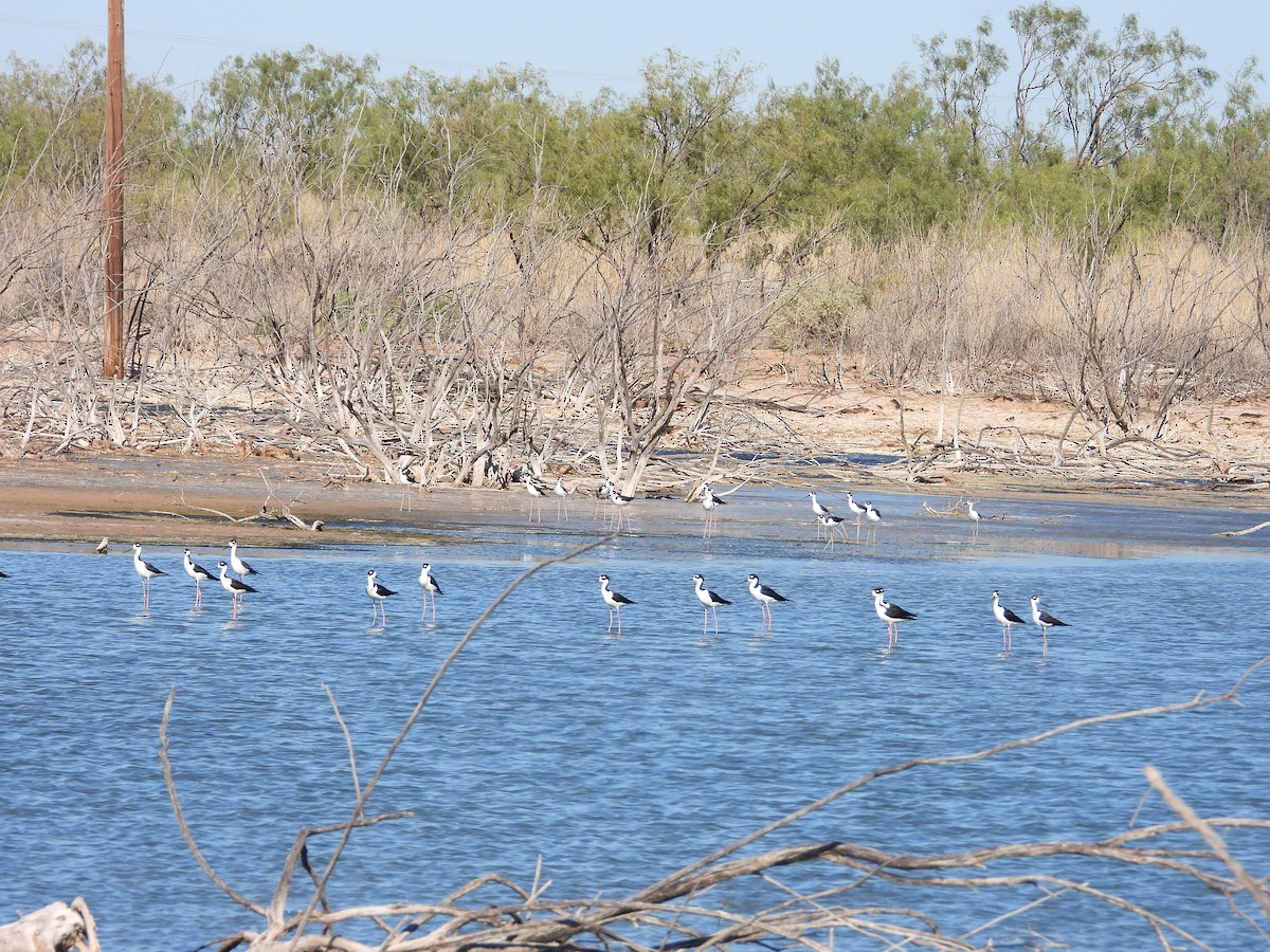 Cigüeñuela Cuellinegra - ML486193131