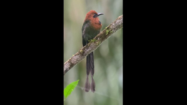 Motmot à bec large - ML486193521