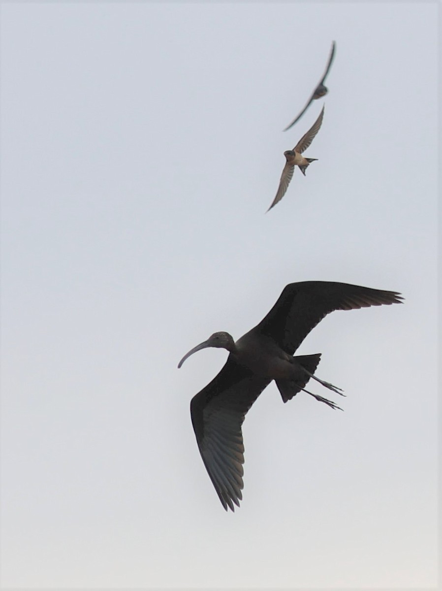 White-faced Ibis - ML486193561