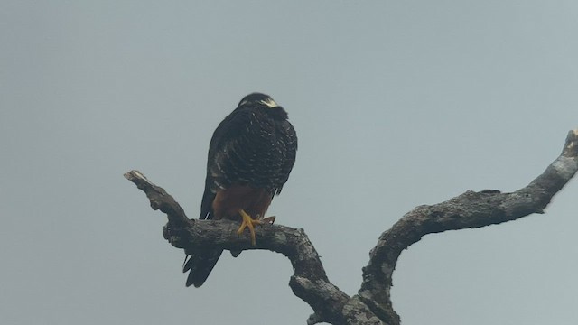 Bat Falcon - ML486194051