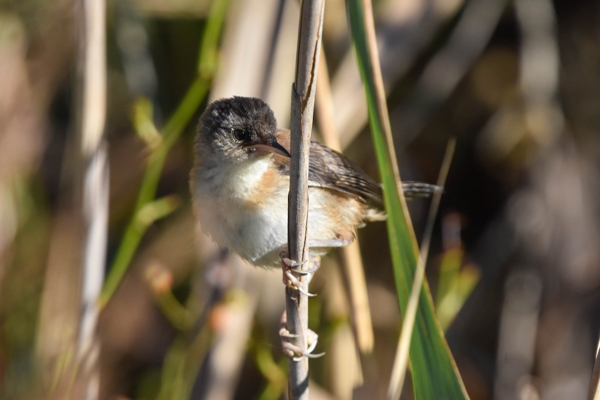 Marsh Wren - ML486194441