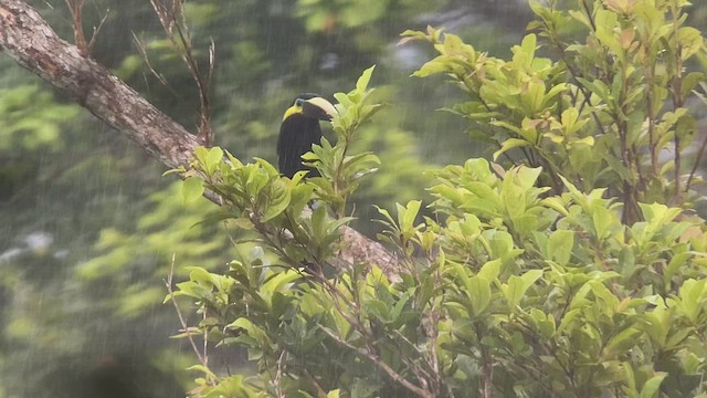 Yellow-eared Toucanet - ML486194821