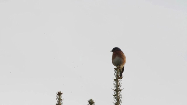 Eastern Bluebird (Eastern) - ML486195