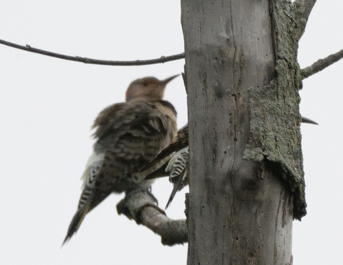 Northern Flicker - ML486195481