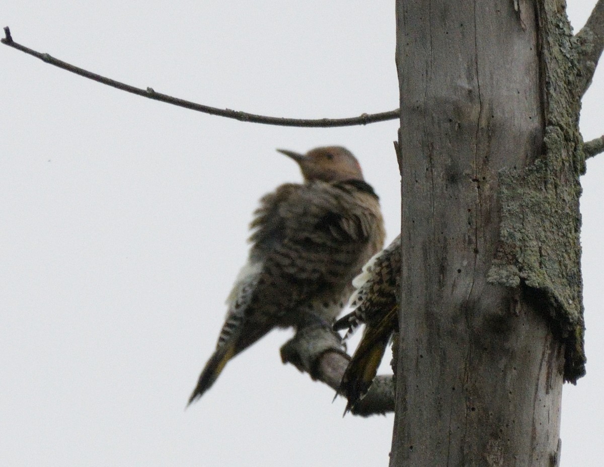 Northern Flicker - ML486195491