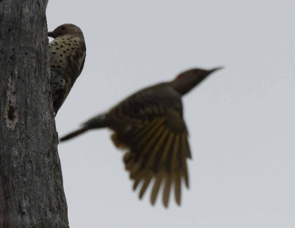 Northern Flicker - ML486195501