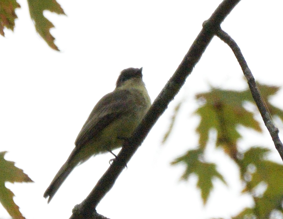 Eastern Phoebe - ML486195631