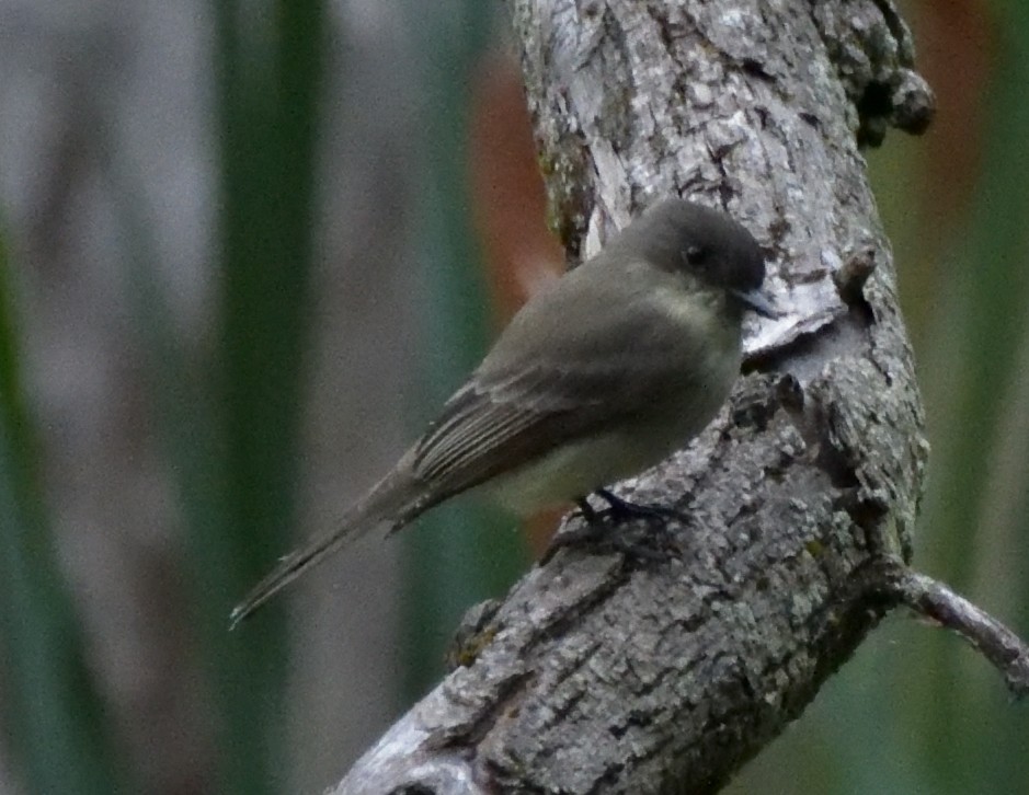 Eastern Phoebe - ML486195641