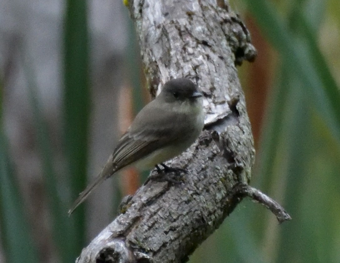 Weißbauch-Phoebetyrann - ML486195651