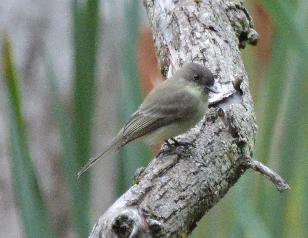 Eastern Phoebe - ML486195661