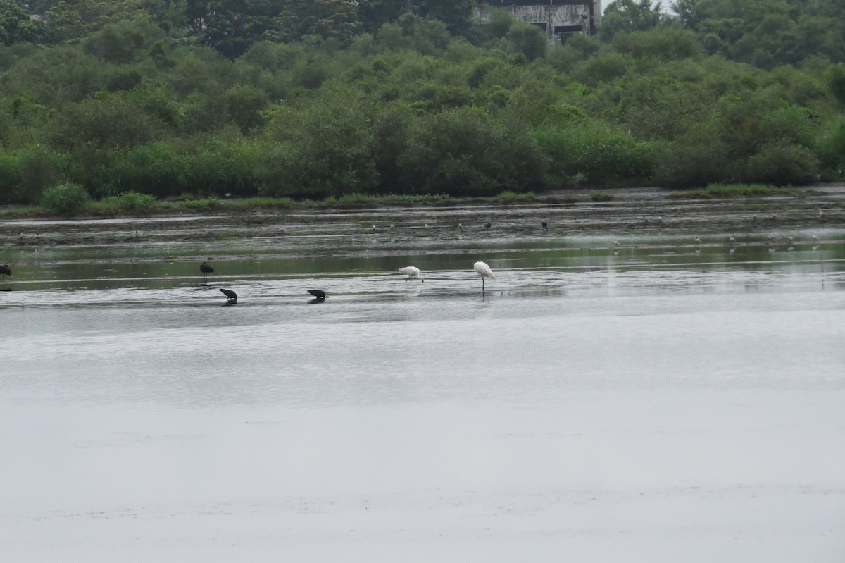 Eurasian Spoonbill - ML486195681