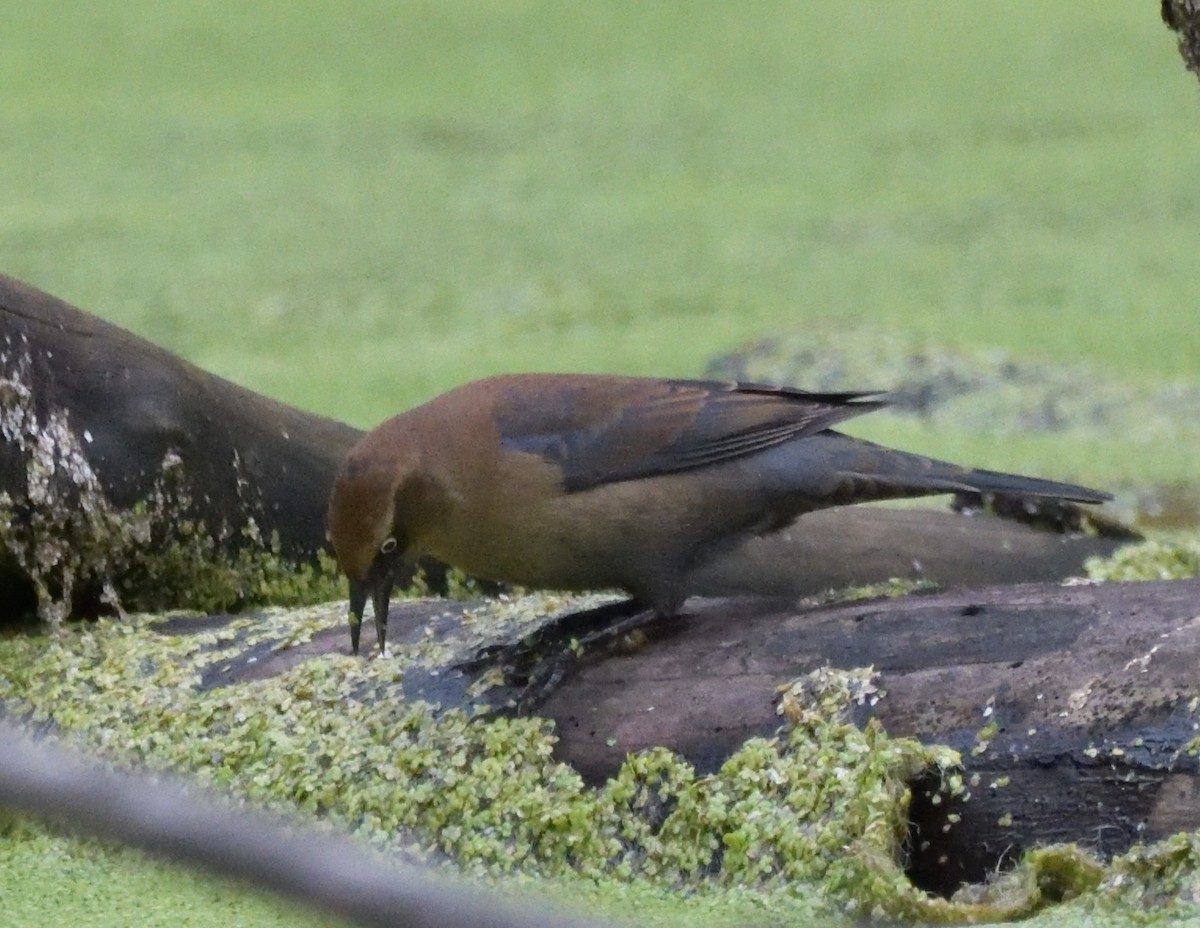 Rusty Blackbird - ML486195861