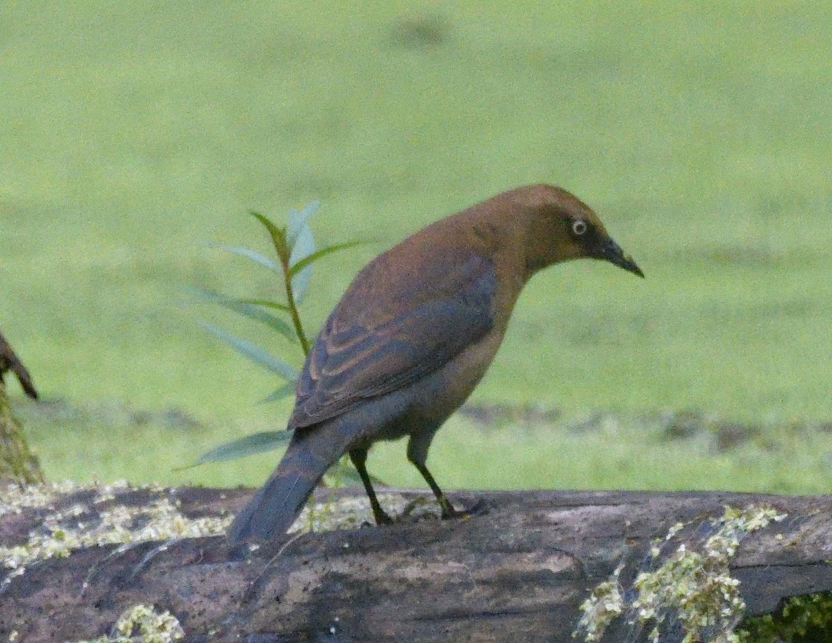 Rusty Blackbird - ML486195871