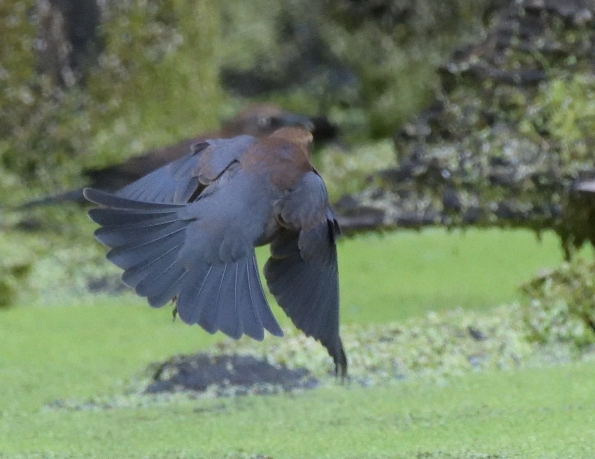 Rusty Blackbird - ML486195881