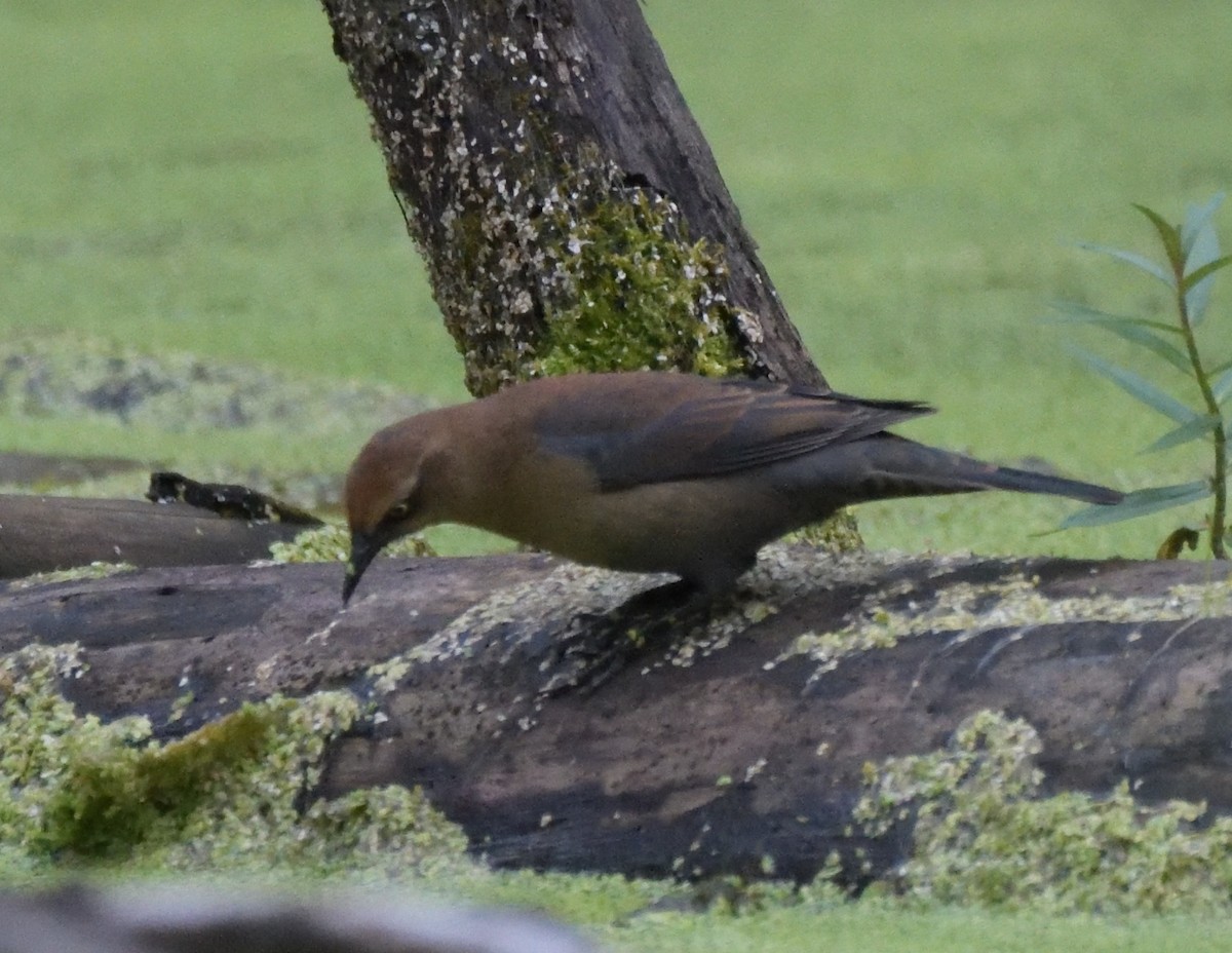 Rusty Blackbird - ML486195891