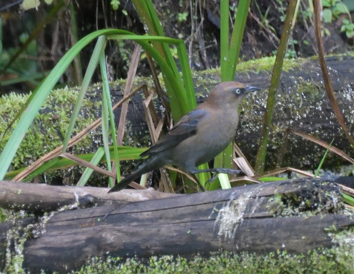 Rusty Blackbird - ML486195901