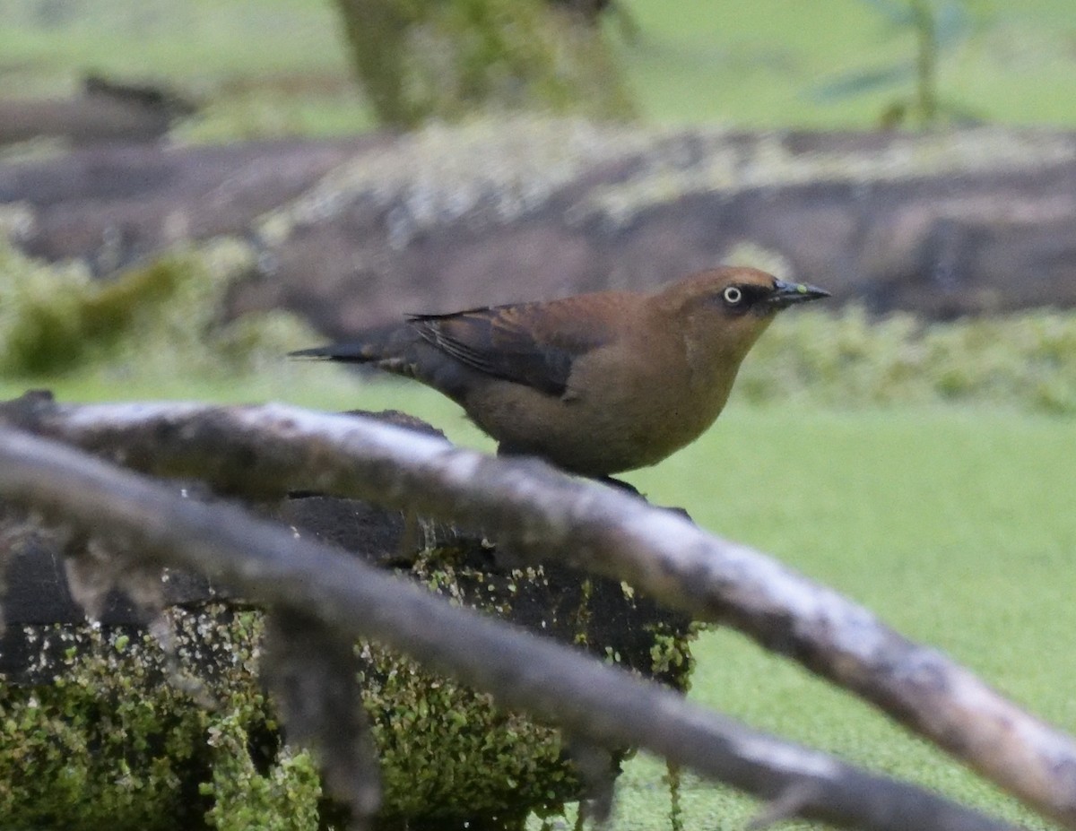 Rusty Blackbird - ML486195911