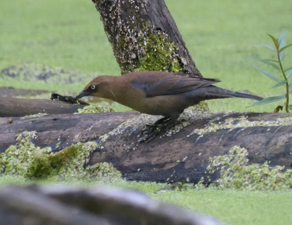 Rusty Blackbird - ML486195921