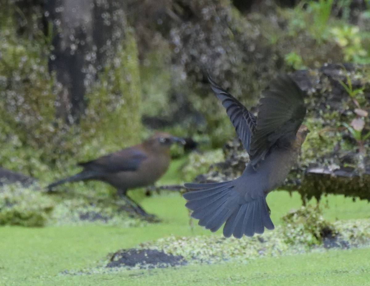 Rusty Blackbird - ML486195931