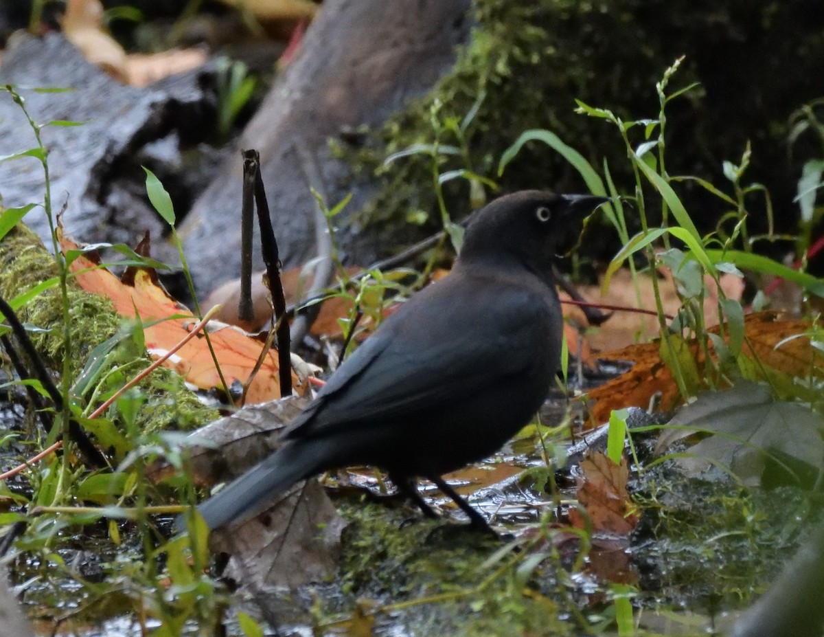 Rusty Blackbird - ML486195941