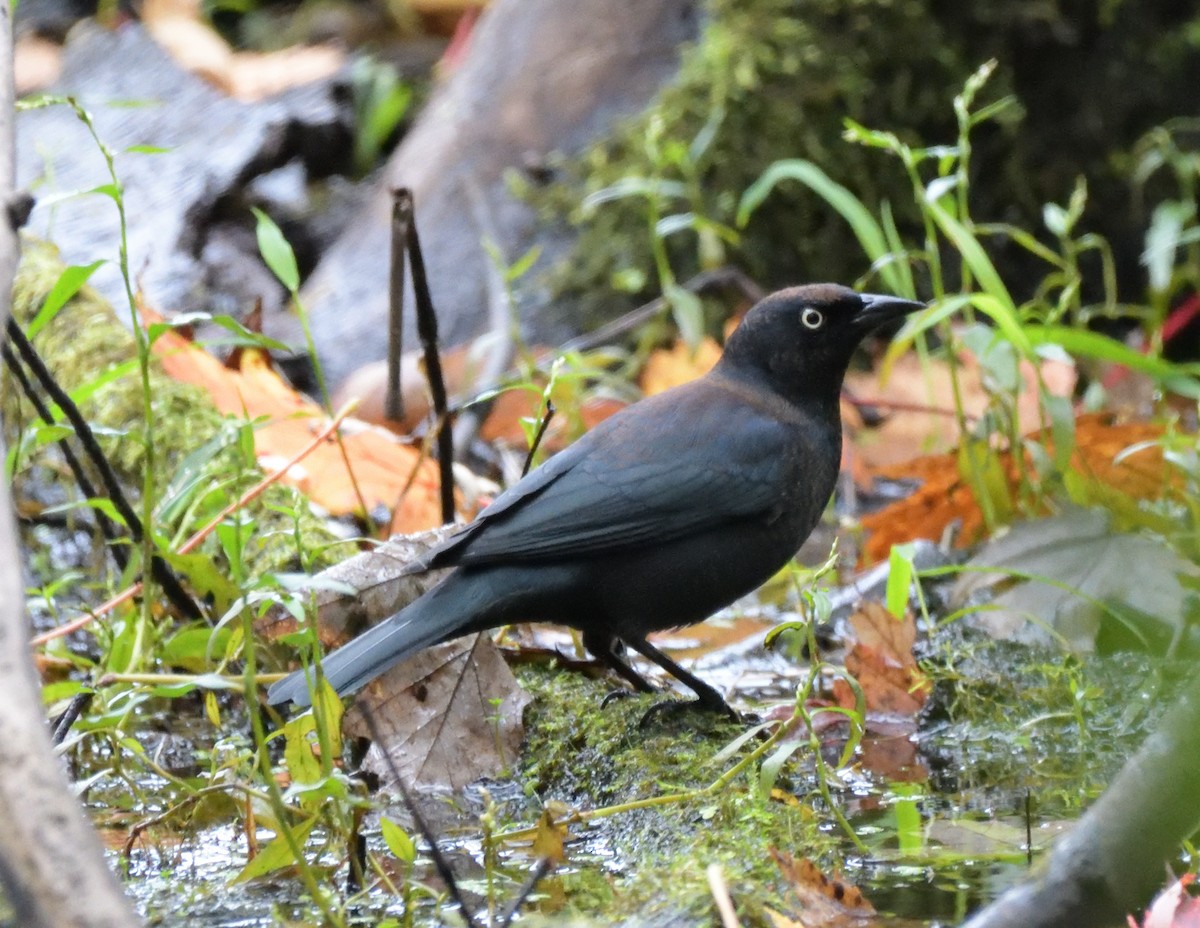 Rusty Blackbird - ML486195951