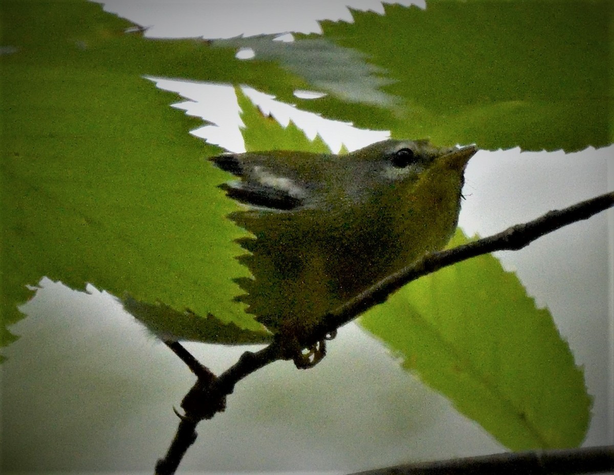 Northern Parula - ML486196061