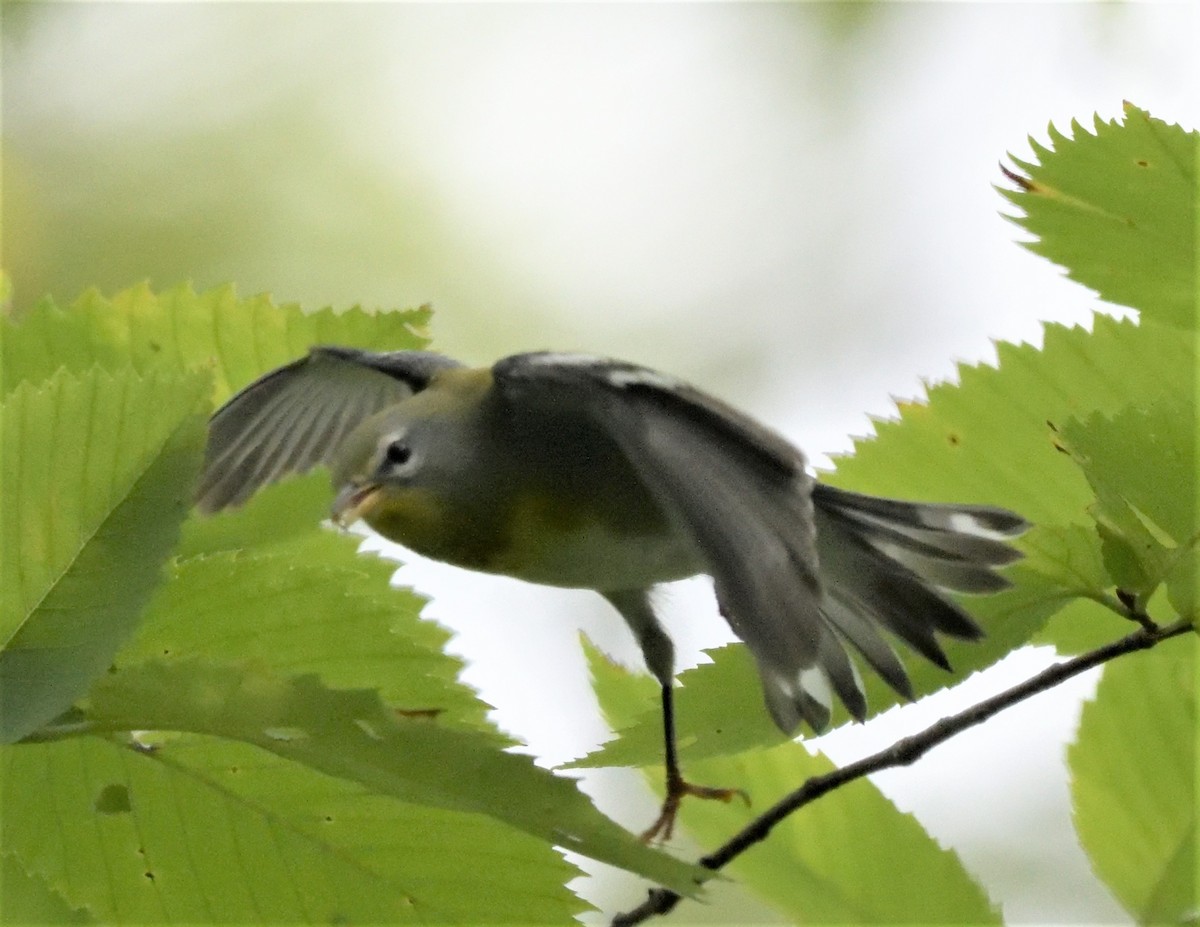 Northern Parula - ML486196071