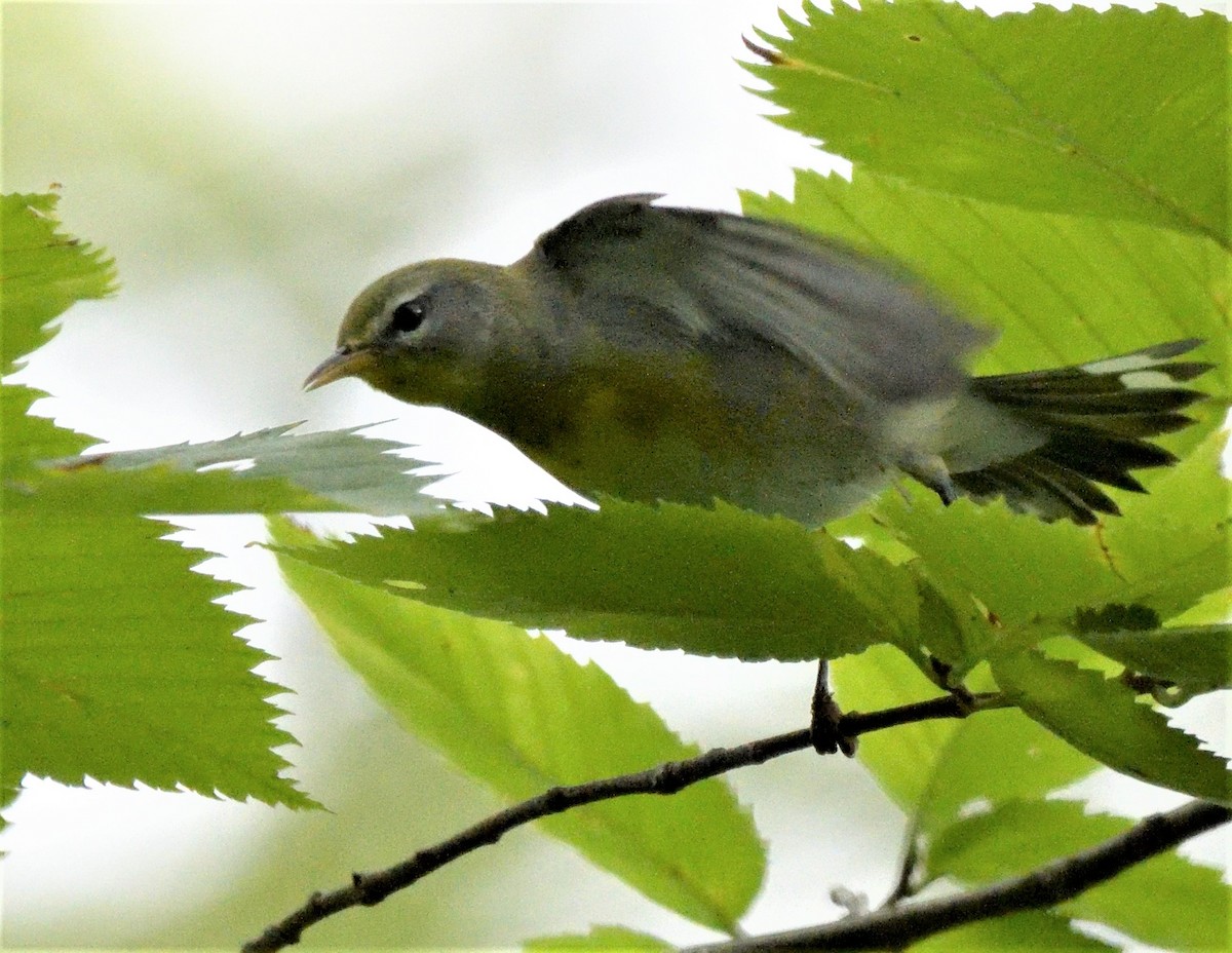 Northern Parula - ML486196081