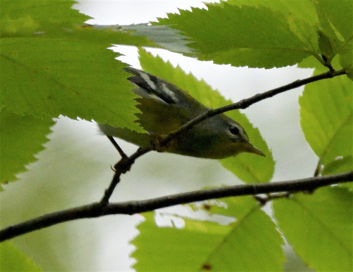 Parula Norteña - ML486196091