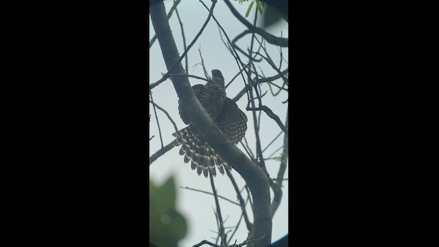 Collared Forest-Falcon - ML486196191