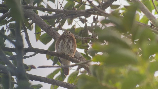 Ferruginous Pygmy-Owl - ML486196311