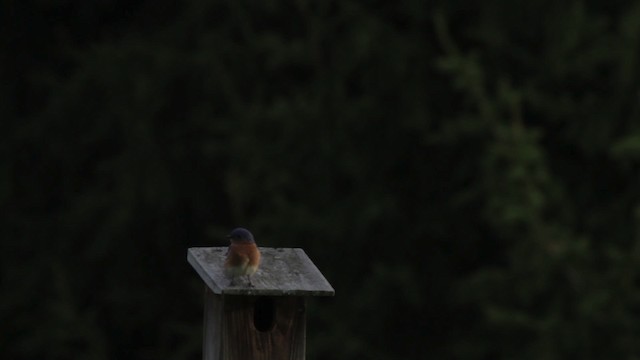 Eastern Bluebird (Eastern) - ML486197