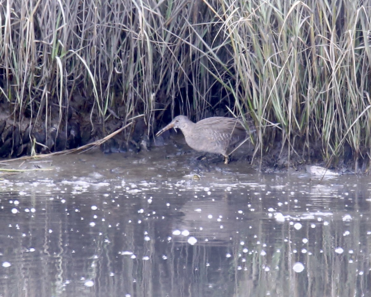 chřástal atlantický - ML486197131