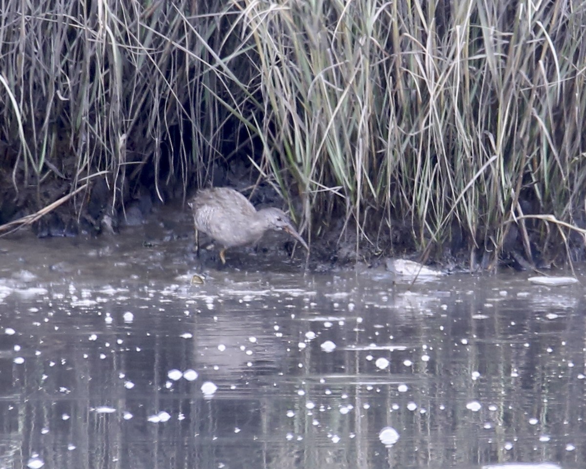 Clapper Rail - Betsy Staples