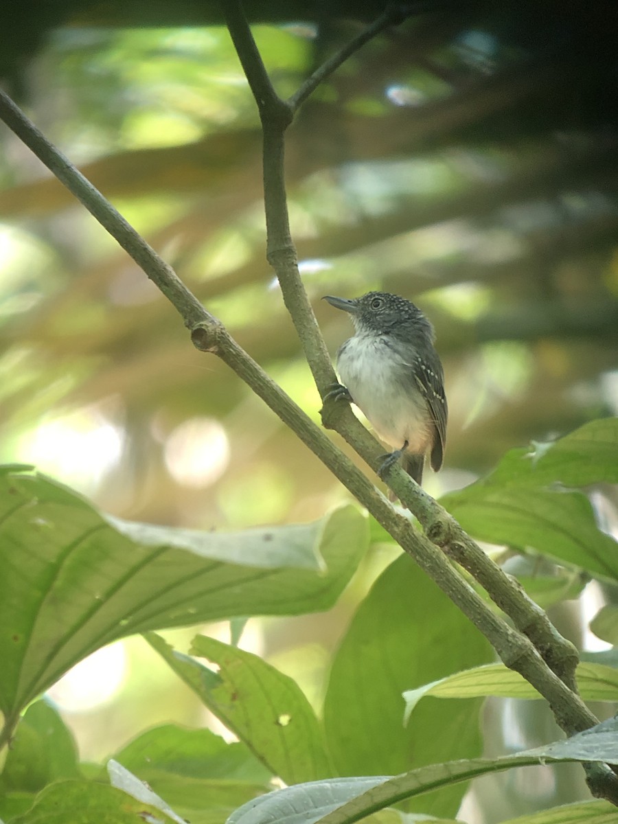 Spot-crowned Antvireo - ML486197161