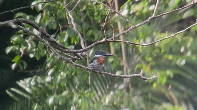 Amazon Kingfisher - ML486197331